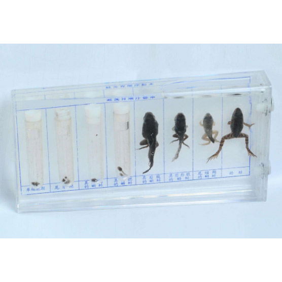 43053�ܰl(f��)�����˱�